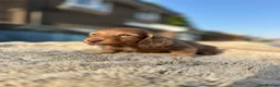 Miniature Dachshund dogs for sale: ✨KC PRA CLEAR miniature longhair dachshund  - Advert 18