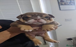 English Bulldog dogs for sale: Forever homes  - Image 22