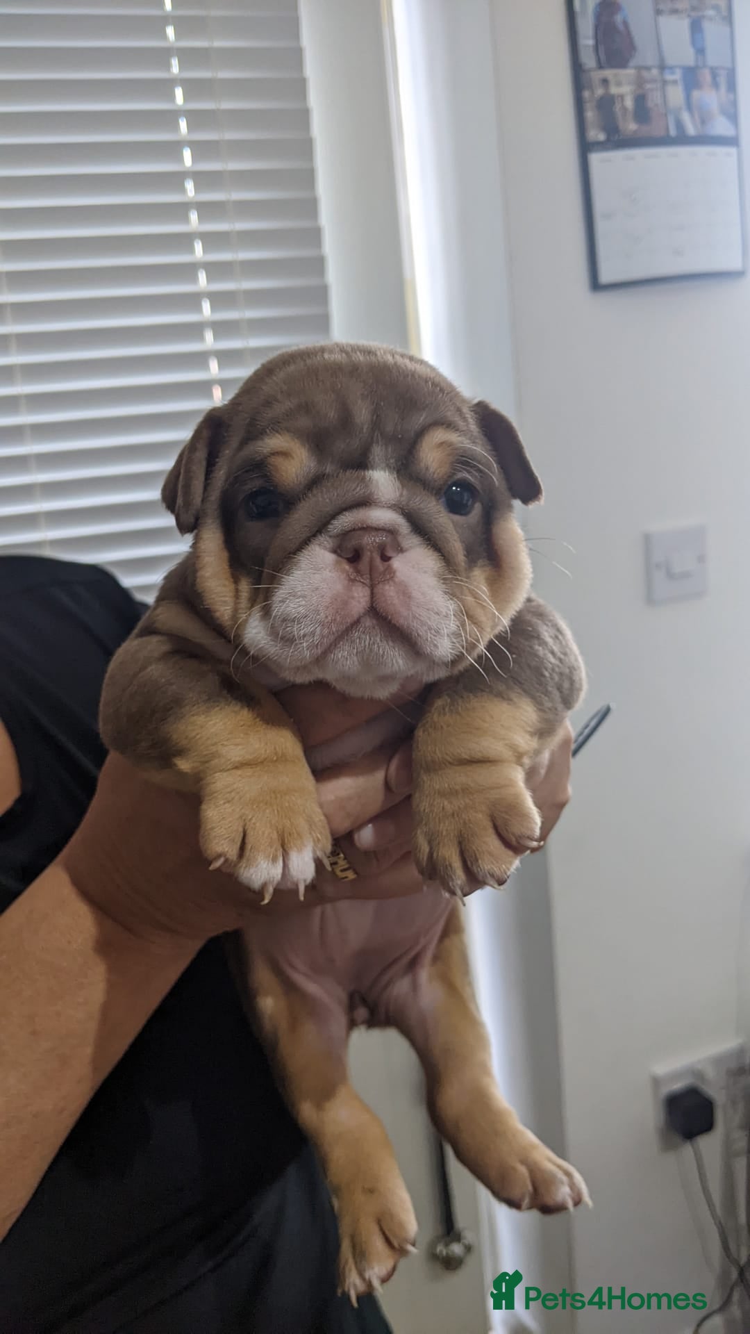English Bulldog dogs for sale: Forever homes  - Image 22