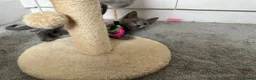 Russian Blue cats for sale: Russian Blue Kittens  - Advert 5