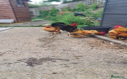 Chickens poultry for sale: Serama Chicken  - Image 3