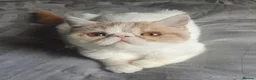 Exotic cats for sale: 2 beautiful exotic Kitten  - Advert 4