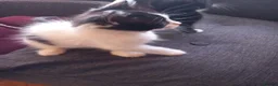 Domestic Shorthair cats for sale: Amazing kittens  in London - Advert 5