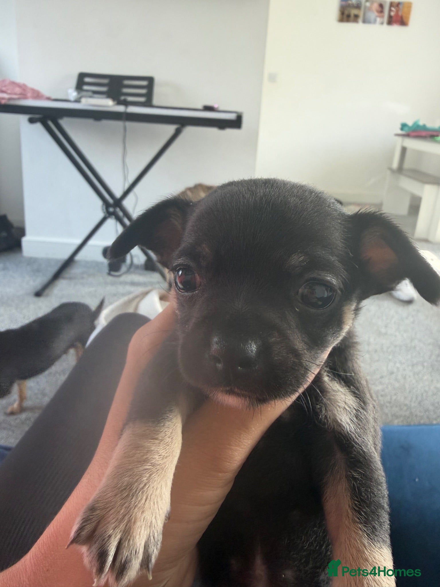 Chihuahua dogs Chihuahua black female  - Advert 2