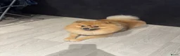Pomeranian dogs for sale: Bruno - Advert 6