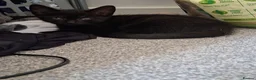 Mixed Breed cats for sale: Beautiful kittens  - Advert 7