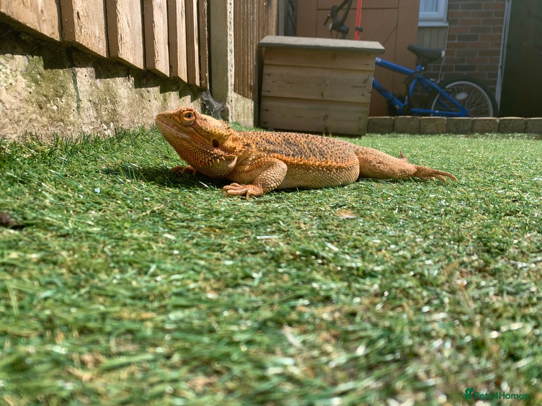 Dragon reptiles for sale: Mia the Beautiful bearded dragon  - Image 3
