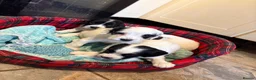 English Springer Spaniel dogs for sale: 3 springer spaniel dogs for sale  - Advert 3