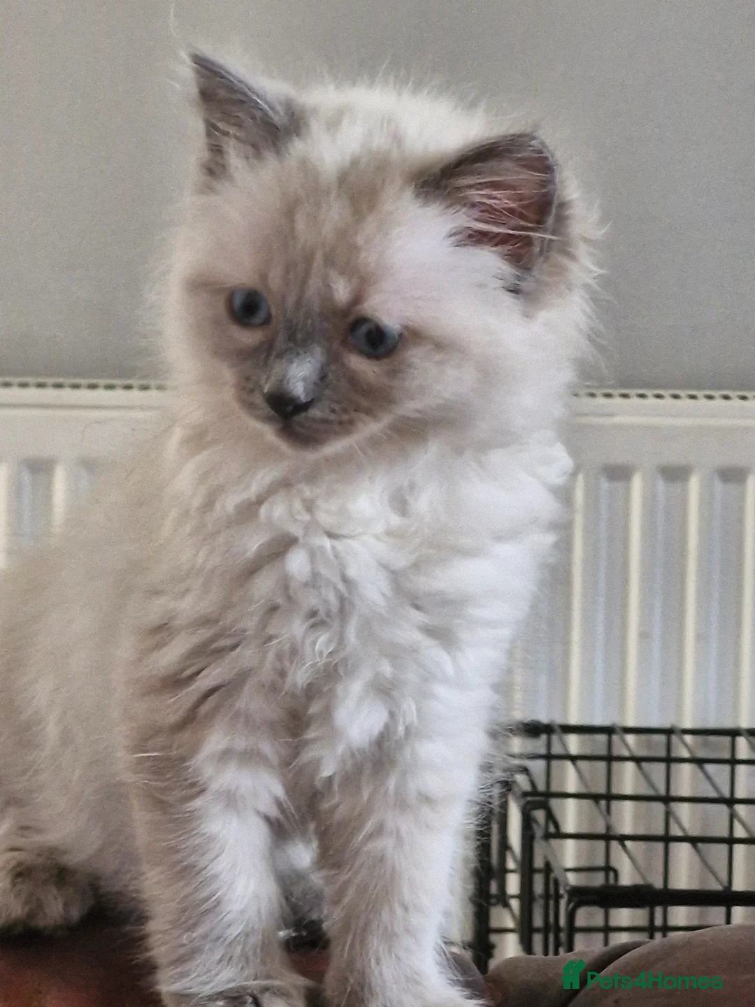 Ragdoll cats for sale: Pute bred Bluepoint ragdoll kittens - Advert 2