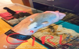 Rat rodents for sale: Dumbo rex Rats - Image 2