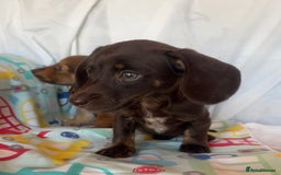 Miniature Dachshund dogs for sale: Miniature dachshund **updated  - Image 12