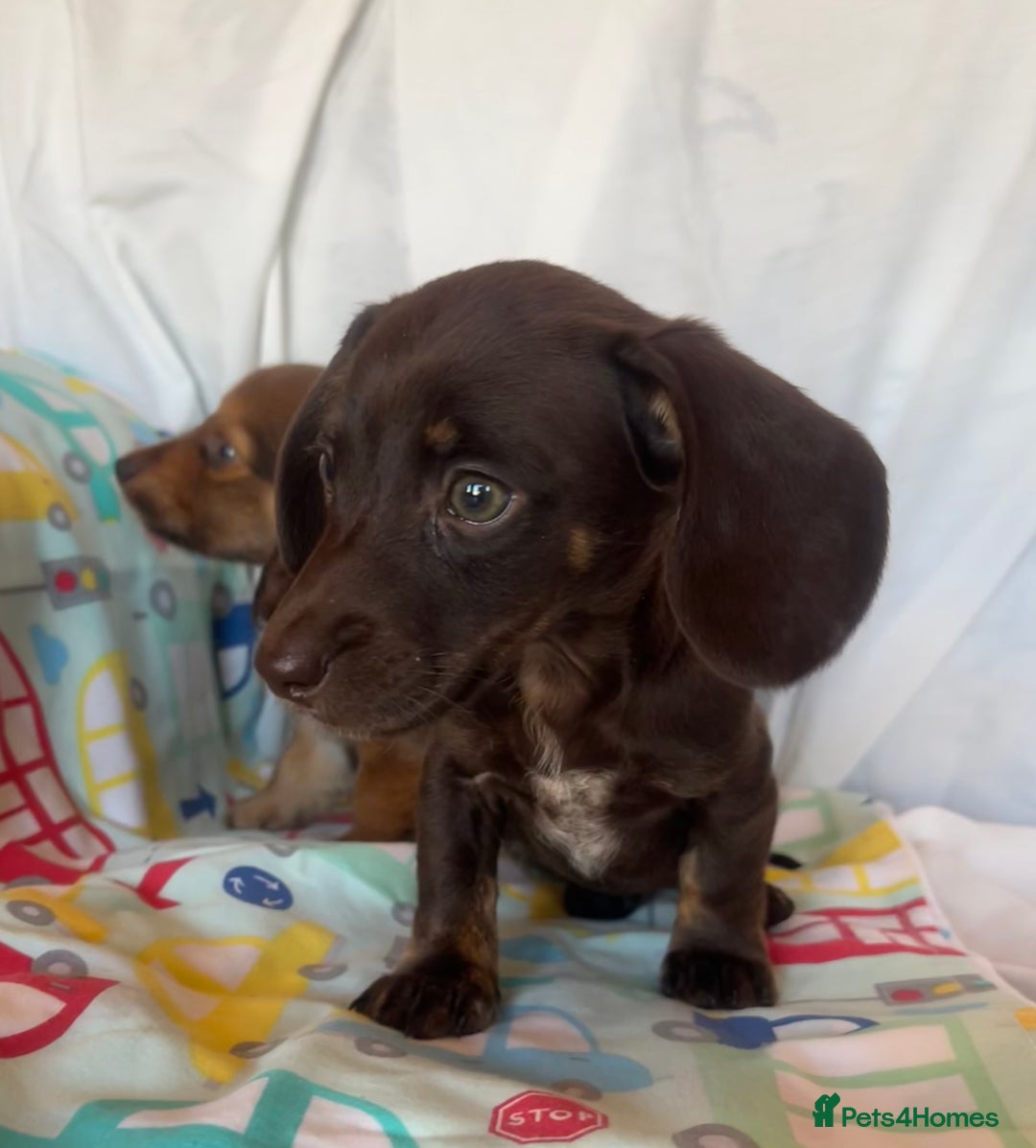 Miniature Dachshund dogs for sale: Miniature dachshund **updated  - Image 12