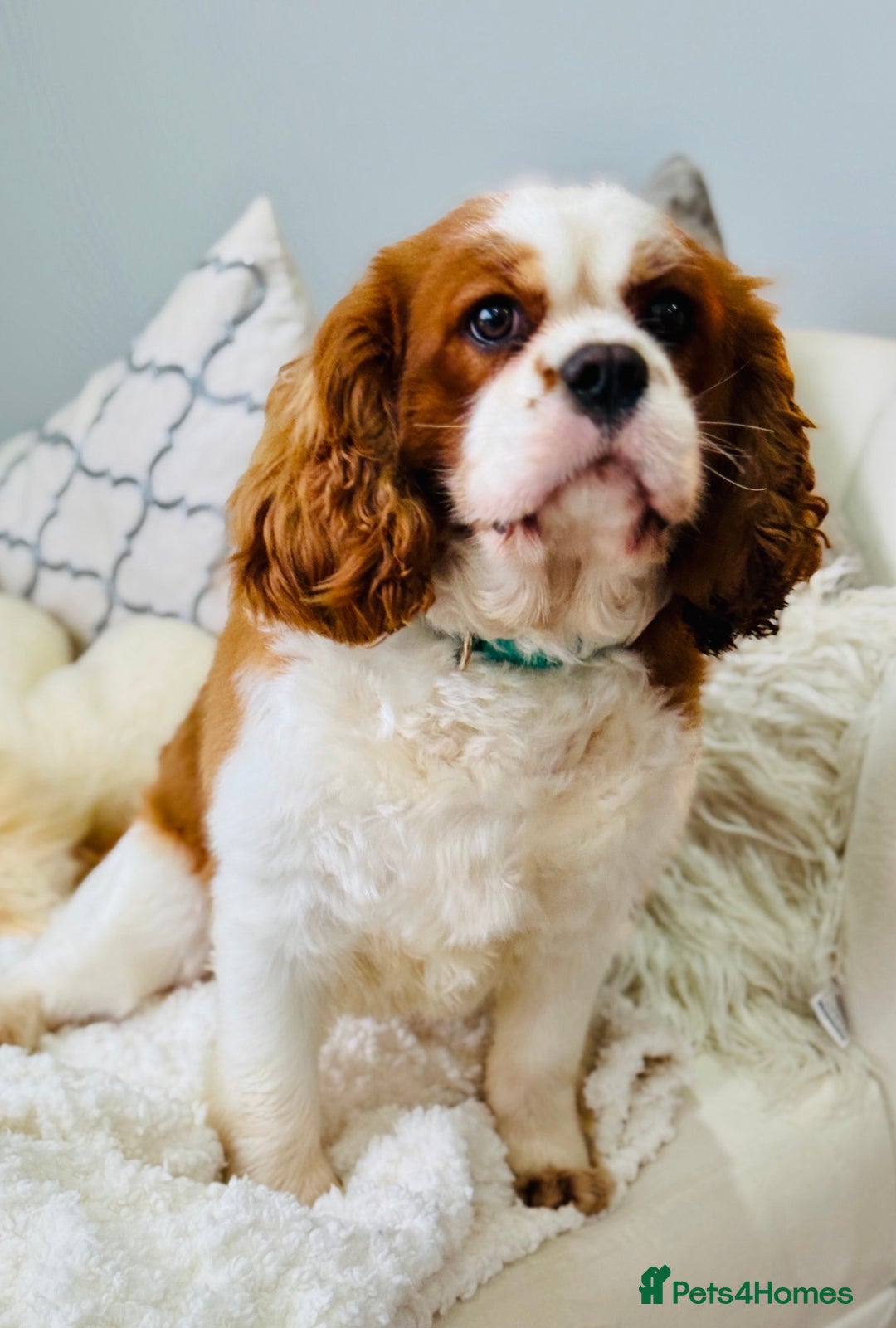 Cavapoo dogs for sale: F1 cavapoos fully genetic tested 5* breeder  - Advert 2