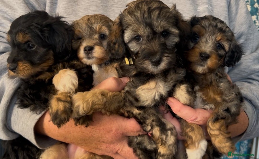 Mixed Breed dogs for sale: Tibetan x Toy Poodle - Image 24
