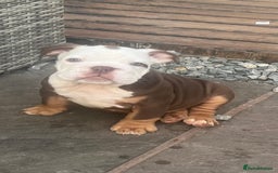 English Bulldog dogs for sale: Stunning New England Bulldogs! Ready for new home - Image 14