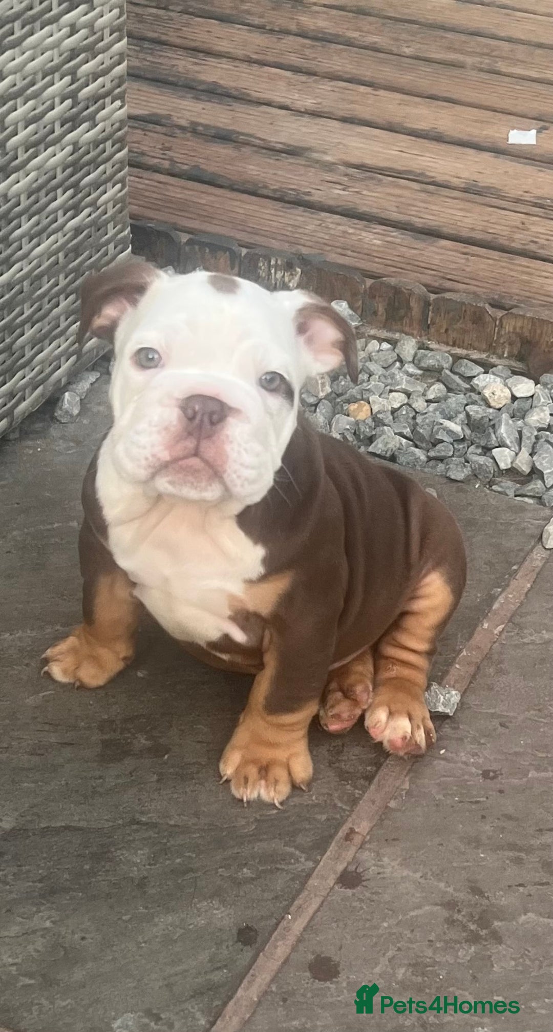 English Bulldog dogs for sale: Stunning New England Bulldogs! Ready for new home - Image 14