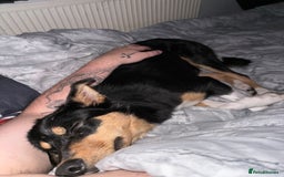 Mixed Breed dogs for sale: Sweet 1 year Old Dog Looking for a New Home - Image 2