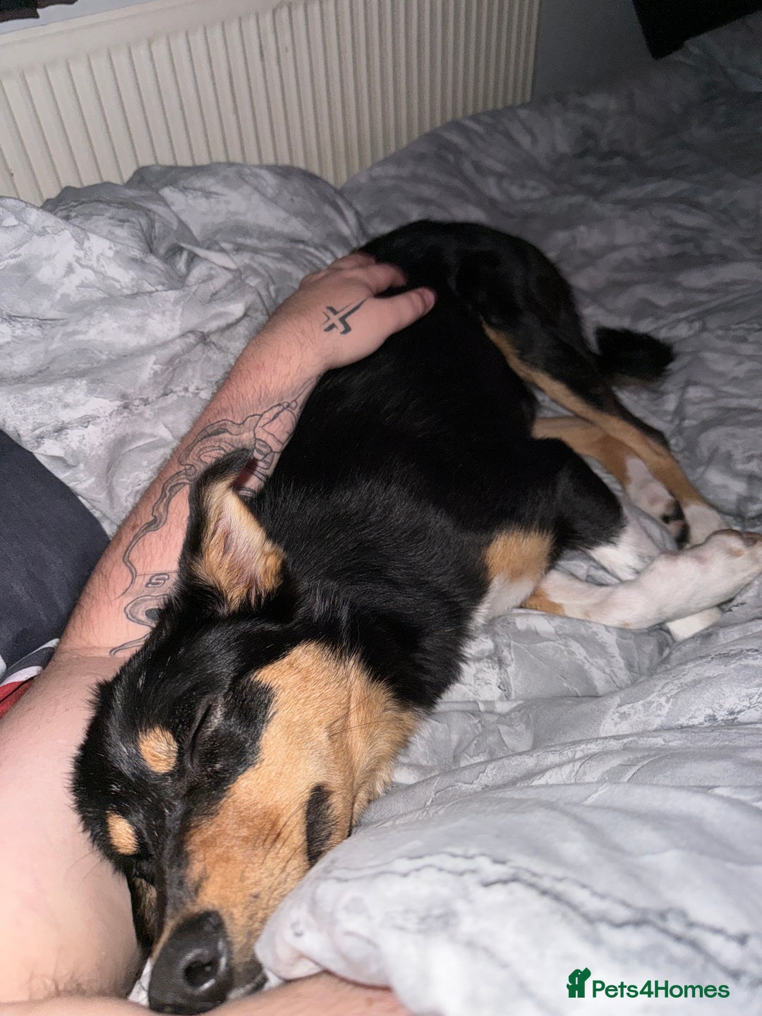 Mixed Breed dogs for sale: Sweet 1 year Old Dog Looking for a New Home - Image 2