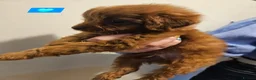 Cavapoo dogs for sale: 🩵🫧 4 Cavapoo Puppies 🫧🩵 - Advert 5