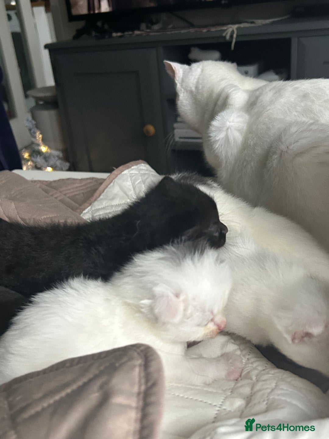 Ragdoll cats for sale: RAGDOLL X RUSSIAN WHITE kittens  - Advert 5