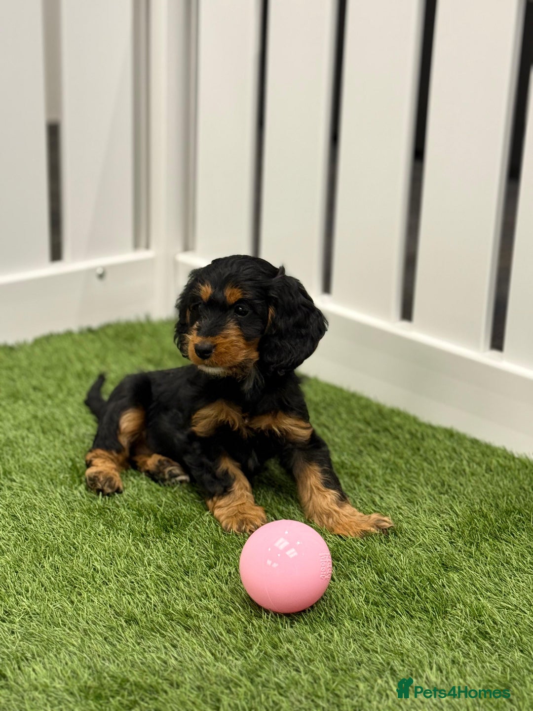 Cockapoo dogs for sale: Beautiful cockapoo puppies  - Image 3