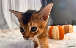 Abyssinian cats for sale: TICA champion line Abyssinian kittens  - Image 11