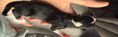 Chihuahua Puppy 1