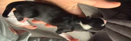 Chihuahua dogs for sale: Long haired chihuahua puppies in Abergavenny - Advert 8