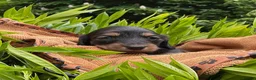 Miniature Dachshund dogs for sale: GORGEOUS KC reg PRA CLEAR MINI DACHSHUND PUPPIES in Swansea - Advert 5