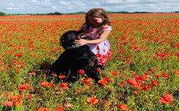 Rottweiler dogs for stud: Ralph the Rottweiler🔥 - Image 13