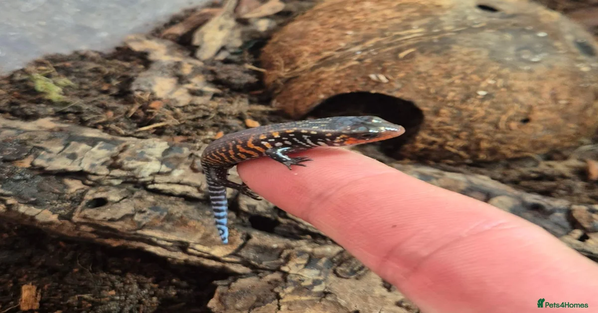 Reptiles for sale | Pets4Homes