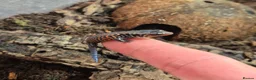 Skink reptiles for sale: African Fire skinks for sale - Advert 1