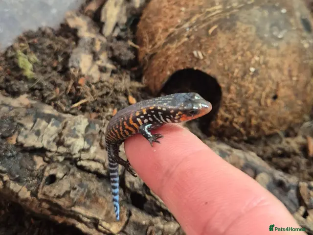 Skink reptiles for sale: African Fire skinks for sale - Advert 1