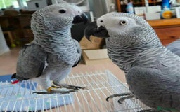 Parrots birds for sale: Hand-reared African Grey Parrot for Sale - Image 3
