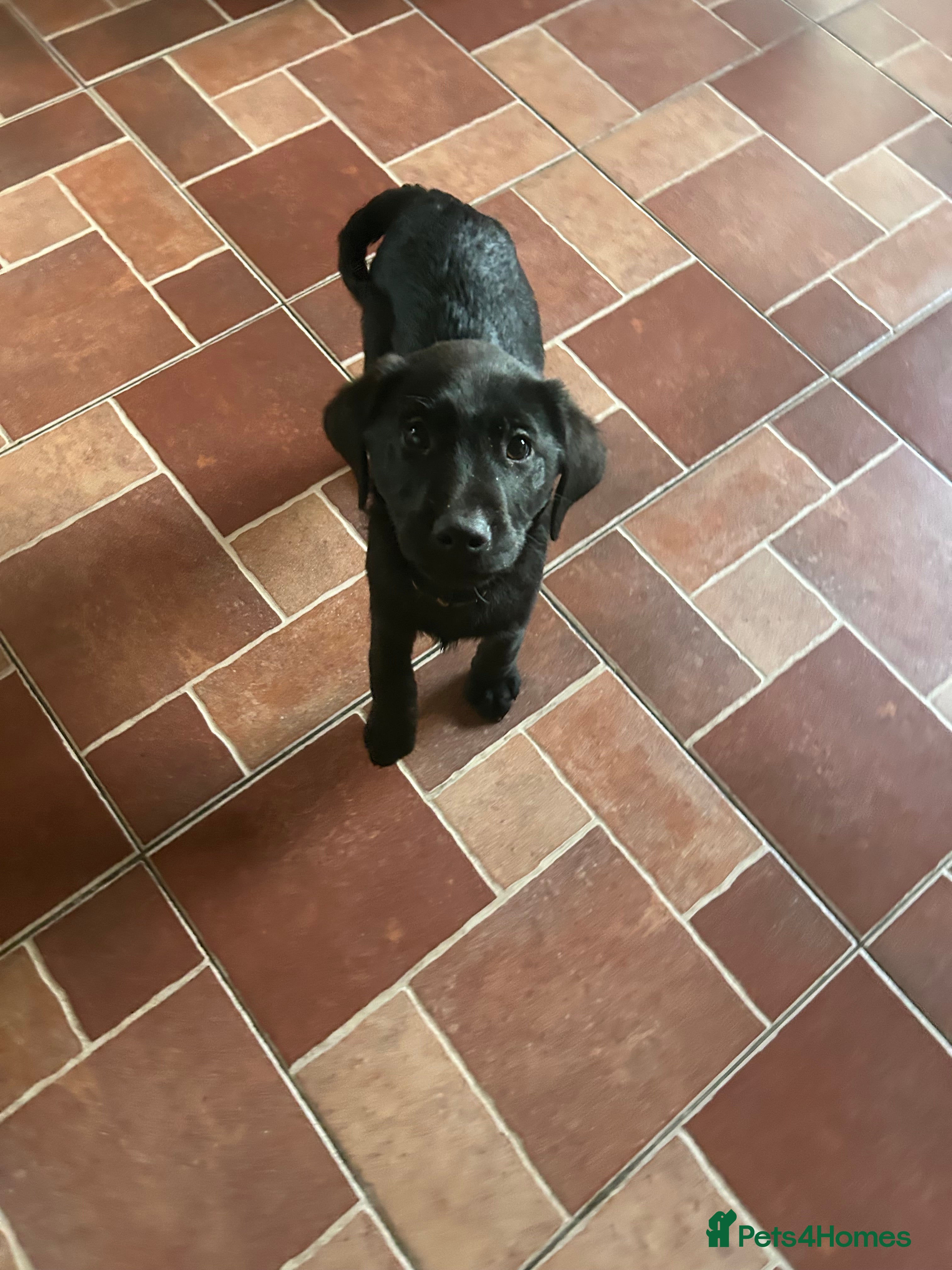 Labrador Retriever dogs Beautiful kc registered Labrador puppies - Advert 4