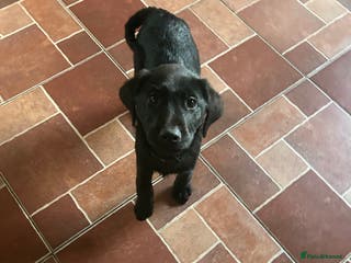 Labrador Retriever dogs Beautiful kc registered Labrador puppies - Advert 2