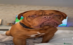 Dogue De Bordeaux dogs for stud: Proven KC Reg Dogue De Bordeaux in Newcastle upon Tyne - Image 10