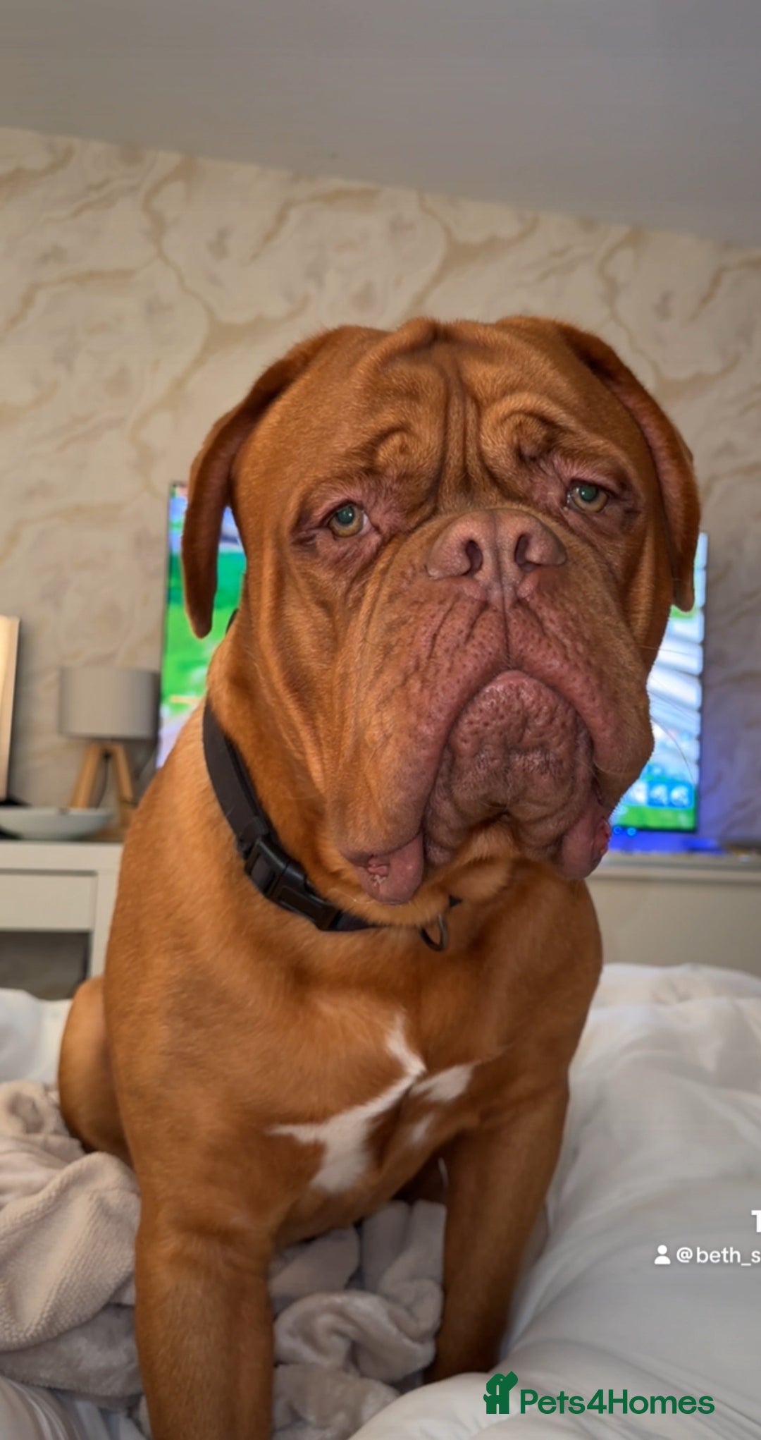 Dogue De Bordeaux dogs for stud: Proven KC Reg Dogue De Bordeaux in Newcastle upon Tyne - Image 10