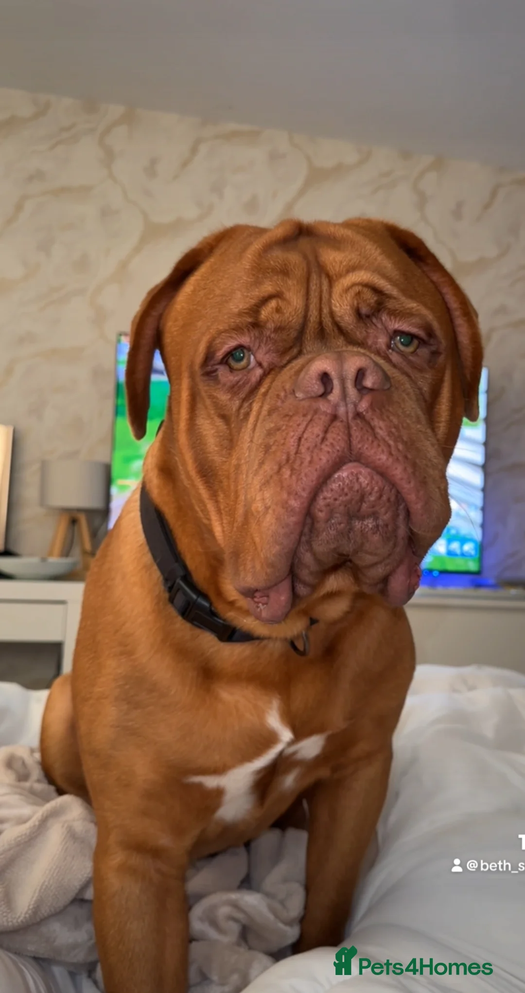 Dogue De Bordeaux dogs for stud: Proven KC Reg Dogue De Bordeaux in Newcastle upon Tyne - Advert 21