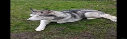 Siberian Husky dogs for sale: Playful Husky - Advert 2