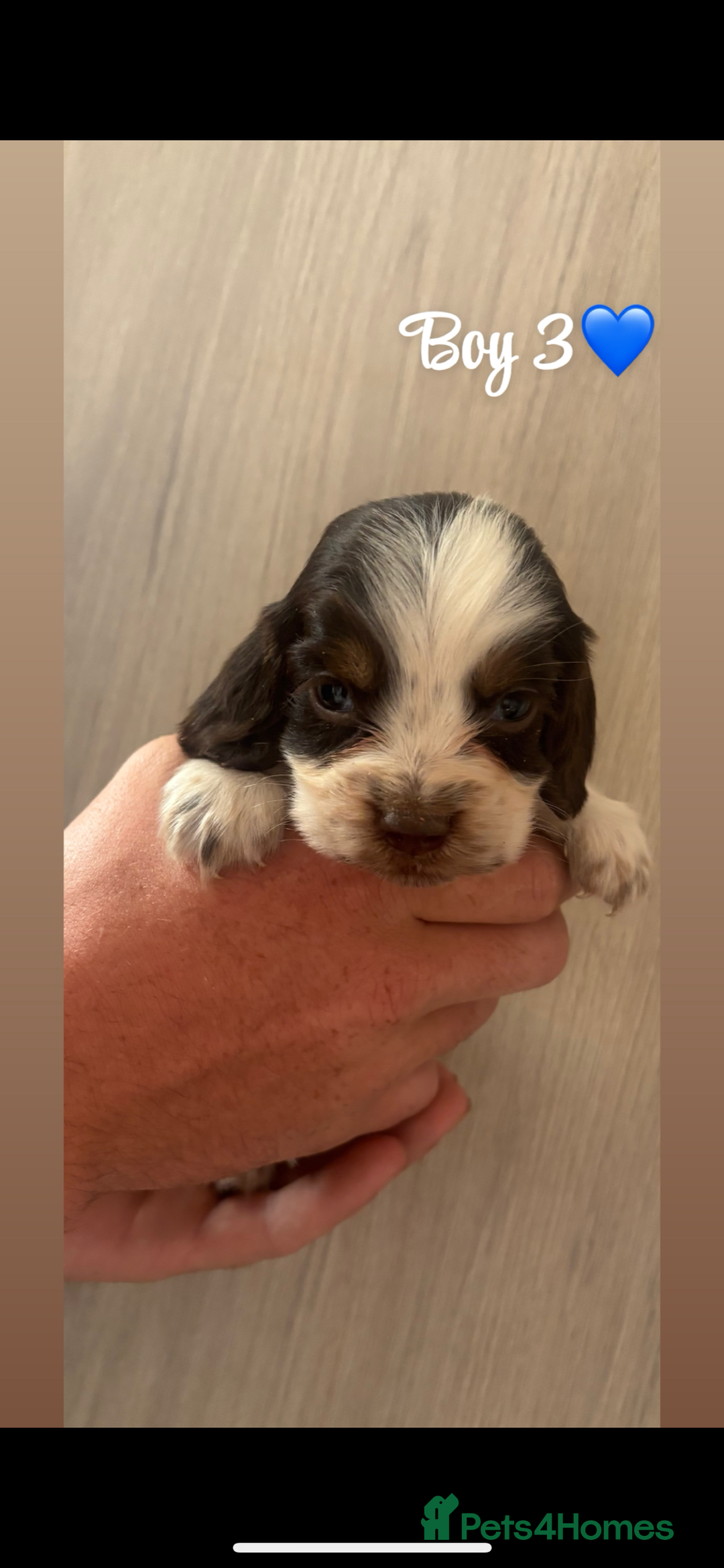 Cocker Spaniel dogs for sale: Cocker spaniel puppy’s  - Image 5
