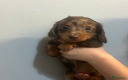 Miniature Dachshund dogs for sale: Gorgeous Miniature Dachshunds - Image 3