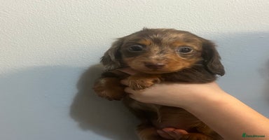 Miniature Dachshund dogs - Advert 6
