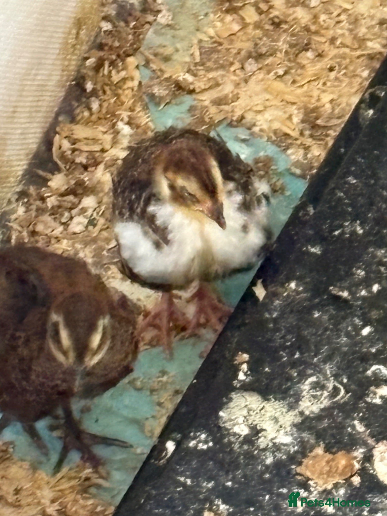 Quail poultry Lovely coturnix quail  2 weeks old lovely  colours - Advert 9