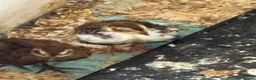 Quail poultry for sale: Lovely coturnix quail  2 weeks old lovely  colours - Advert 1