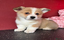 Welsh Corgi Pembroke dogs for sale: Naturally bobbed unique babies - Image 37