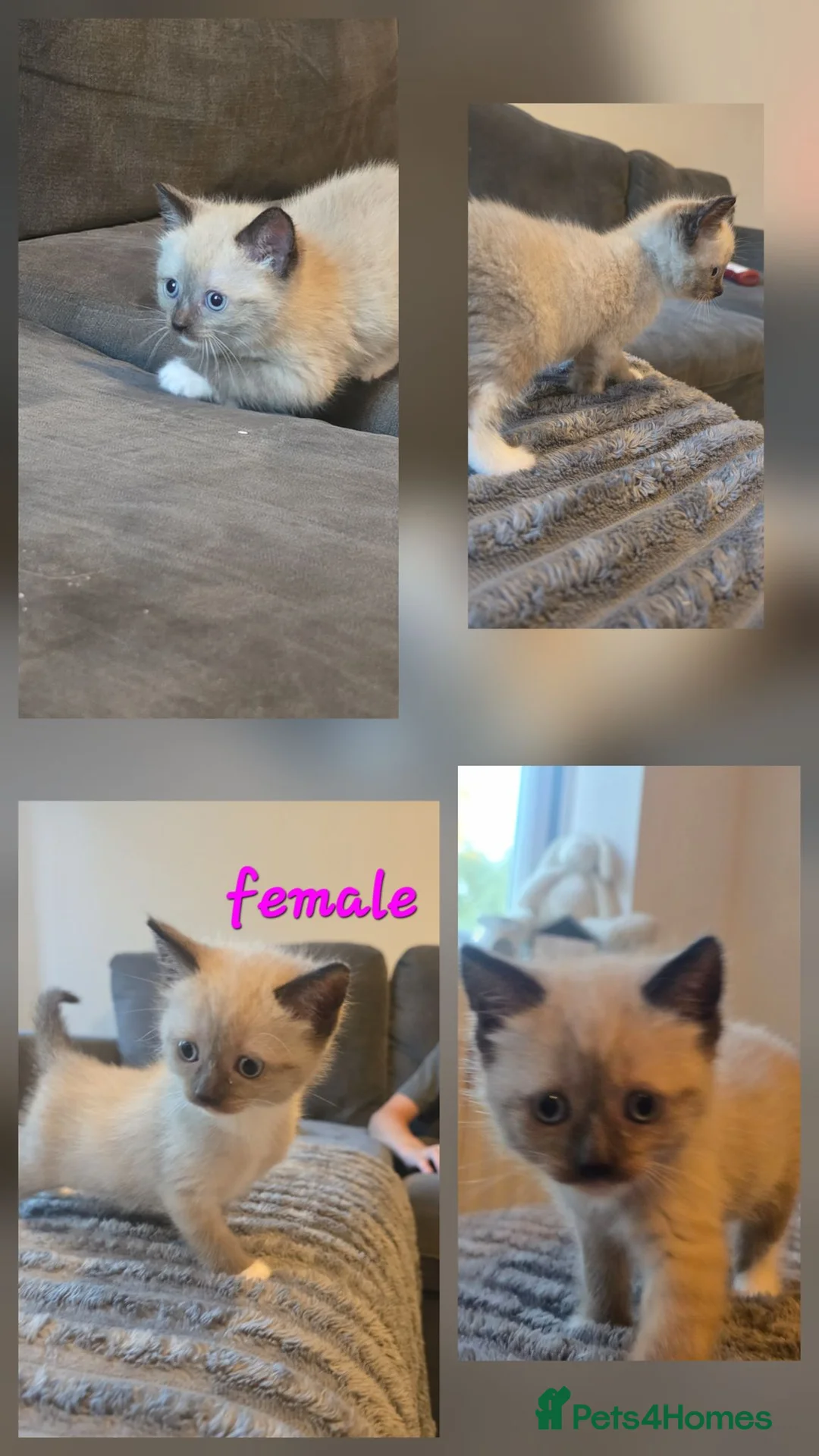 Ragdoll cats for sale: Ragdoll kittens - Advert 2