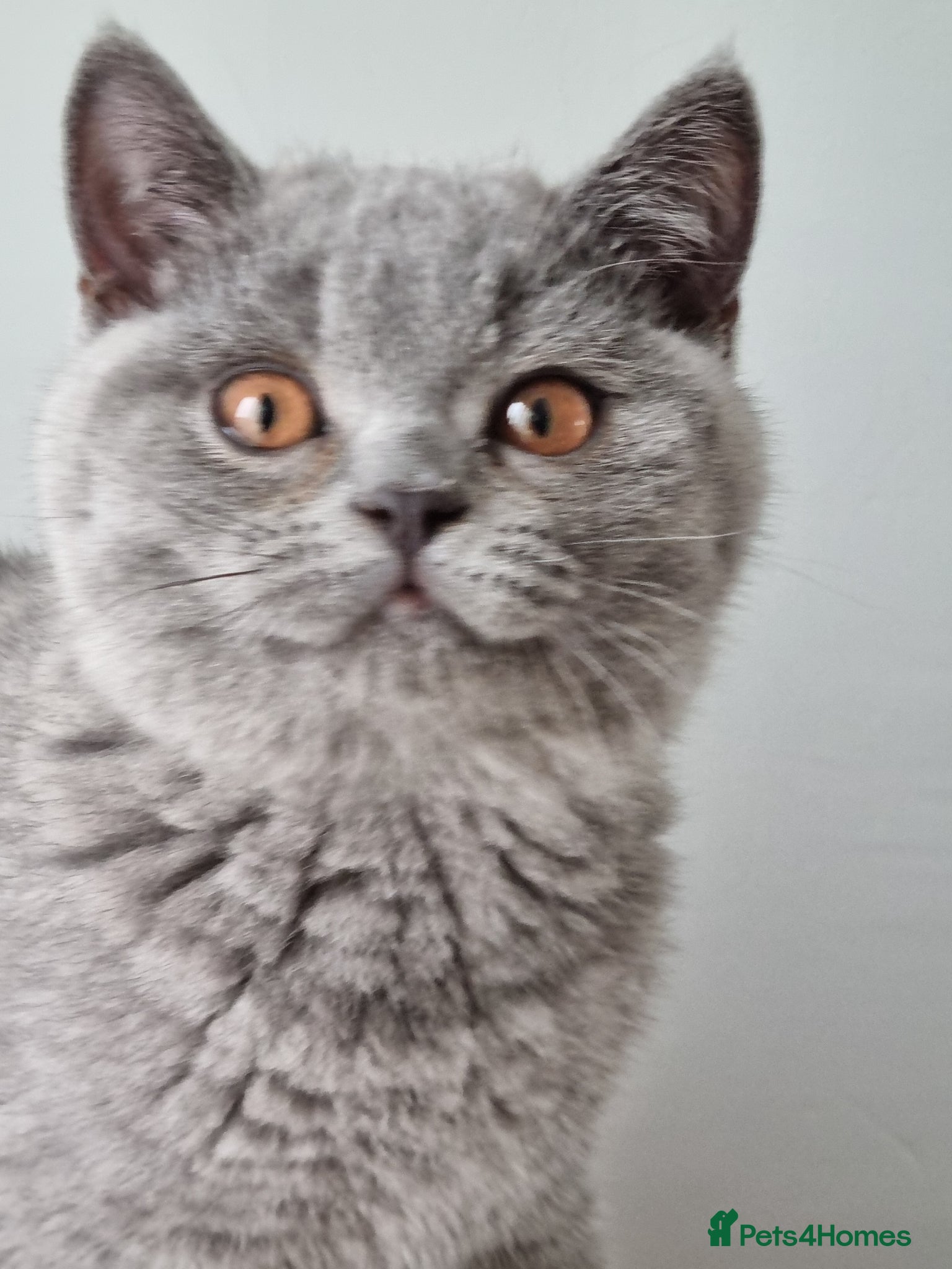 British Shorthair cats Amazing blue British Shorthair boy.  - Advert 1