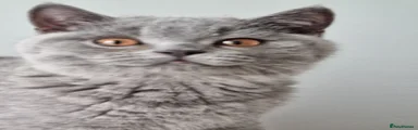British Shorthair Kitten 1