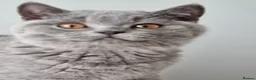 British Shorthair cats for sale: Amazing blue British Shorthair boy.  - Advert 1